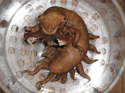 SCP-1550 A Dr. Wondertainment's Custom-Pet, safe