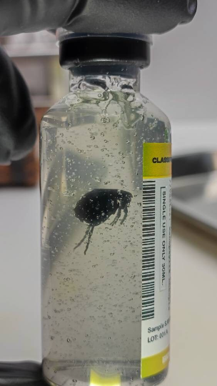 Black Death (Yersinia Pestis S. XIV ),COSPLAY PROPS