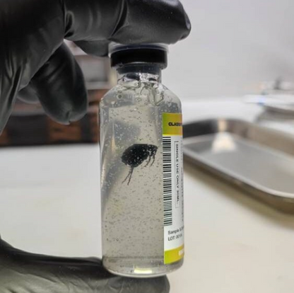 Black Death (Yersinia Pestis S. XIV ),COSPLAY PROPS