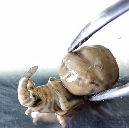 RESIDENT EVIL PROP, Cadou, Nematodes