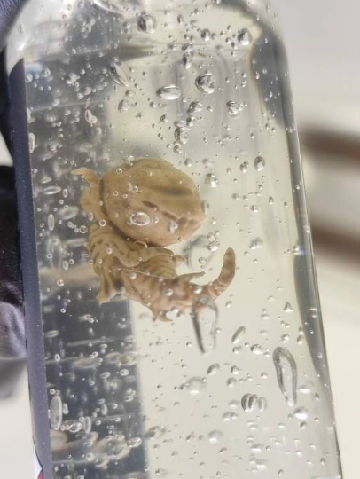 RESIDENT EVIL PROP, Cadou, Nematodes