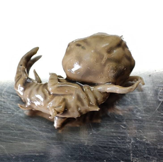 RESIDENT EVIL PROP, Cadou, Nematodes