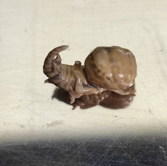 RESIDENT EVIL PROP, Cadou, Nematodes