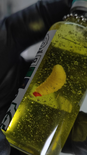 SCP-1550 A Dr. Wondertainment's Custom-Pet, safe