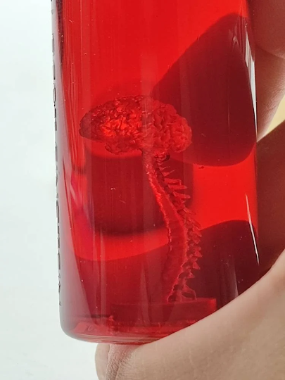 Cerebro de Albert Einstein Prop ( Soporte de luz no incluido)