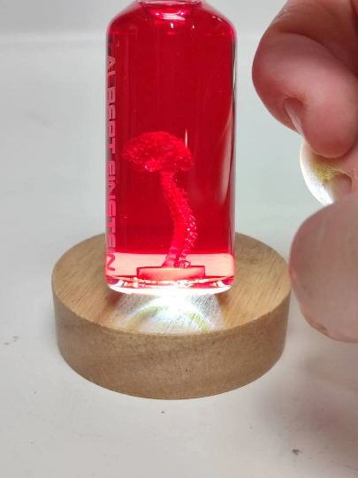 Cerebro de Albert Einstein Prop ( Soporte de luz no incluido)