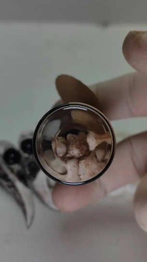 The bones of my enemies