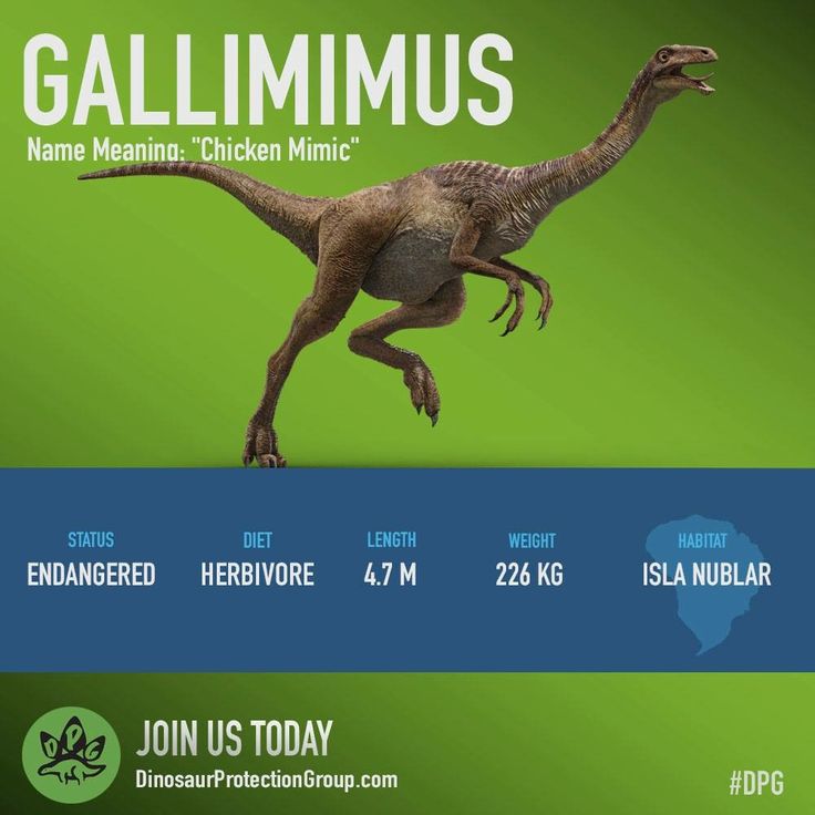 Gallimimus 2. 035